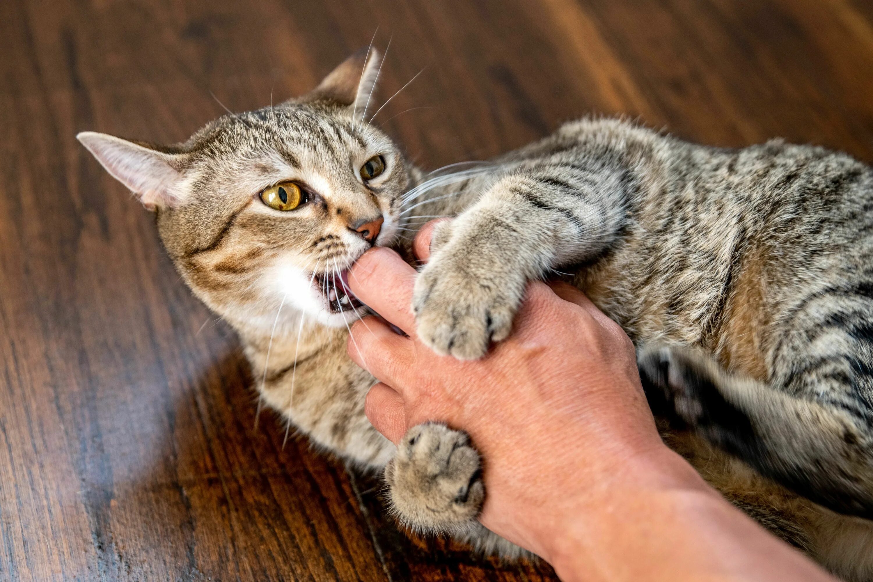 Кошка кусается причины. Кот кусает. Кот кусает за руку. Котенок кусает котенка. Кот вцепился.