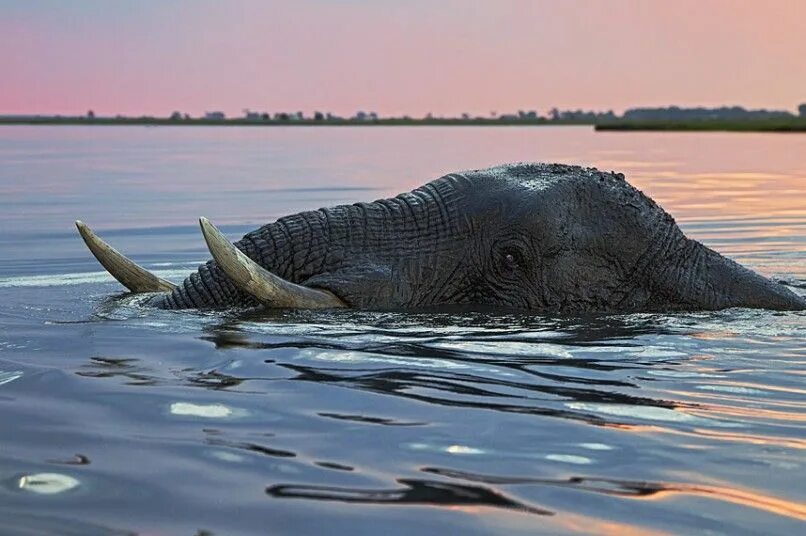 Elephant swim. Слон плывет. Слон плавает. Слоны плавают. Слоны плывут.