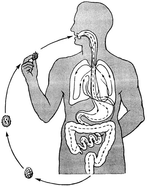 Человеческой аскаридой и человеком. Человеческая аскарида (Ascaris lumbricoides). Фекально оральный механизм аскаридоз. Круглый червь цикл аскариды. Путь аскариды в теле человека.