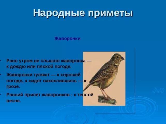 Жаворонки приметы. Жаворонки приметы народные. Жаворонок приметы. Загадка про жаворонка