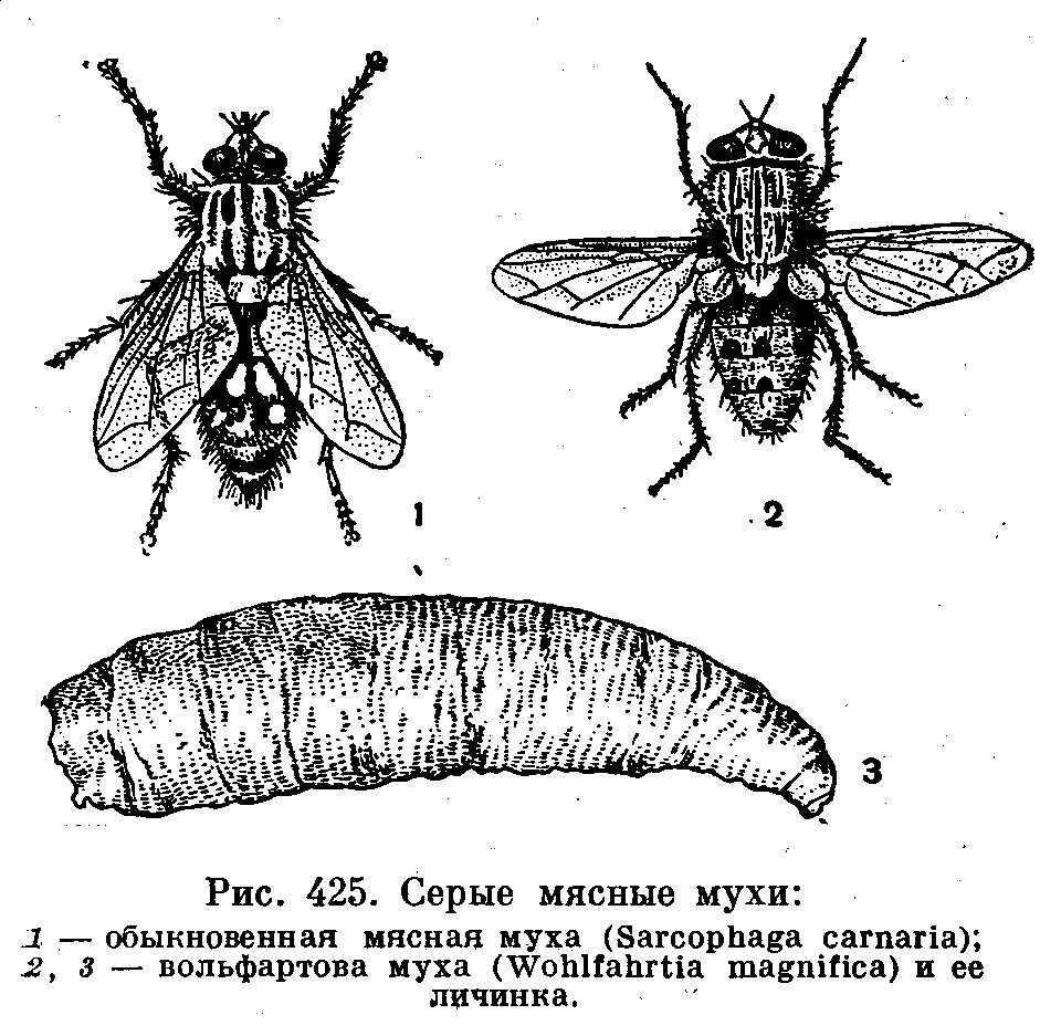 Зеленая мясная муха тип развития. Личинки вольфартовой мухи строение. Личинки и куколки синантропных мух. Вольфартова Муха личинки на человека.