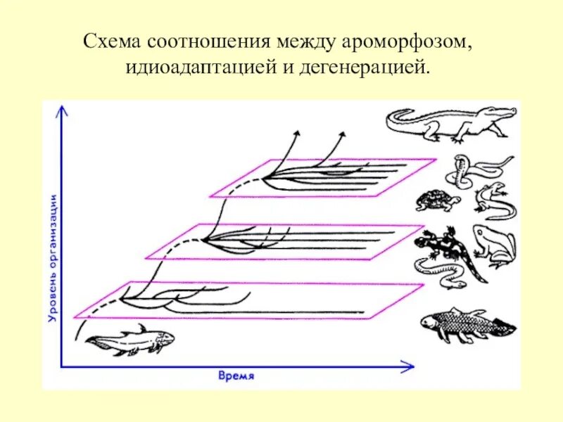 Пути эволюционных изменений. Идиоадаптация схема. Ароморфоз идиоадаптация дегенерация. Схема эволюции ароморфоз. Идиоадаптация это в биологии кратко.