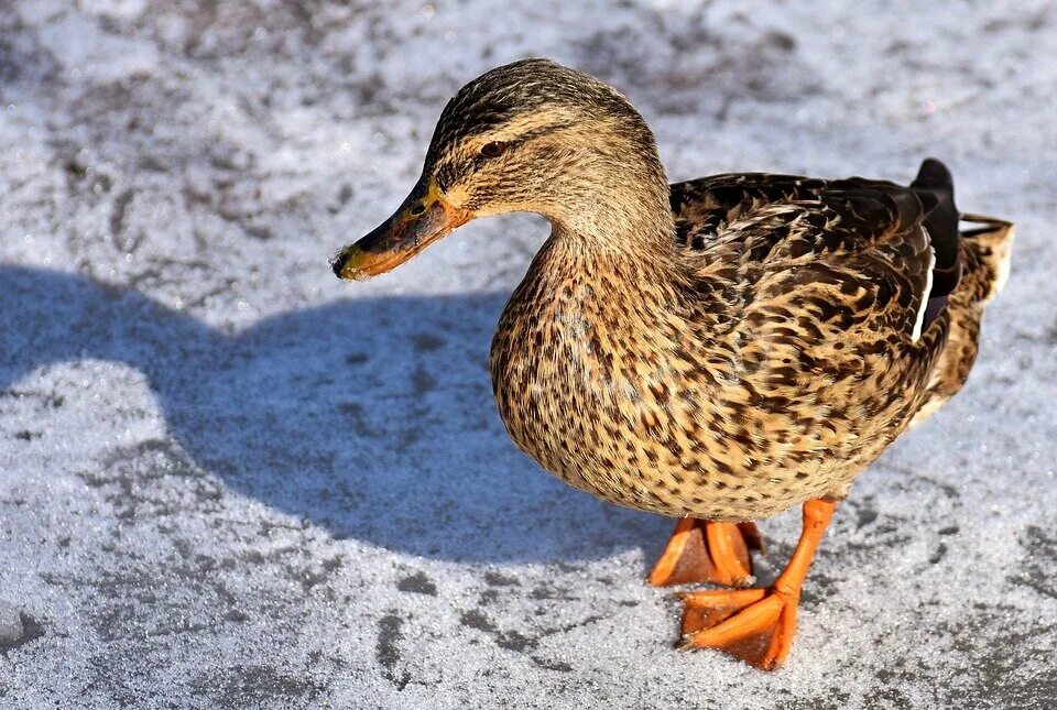 Утка ест хлеб. Можно гусям хлеб. Утка с хлебом. Можно гусям хлеб. Можно гусям хлеб.