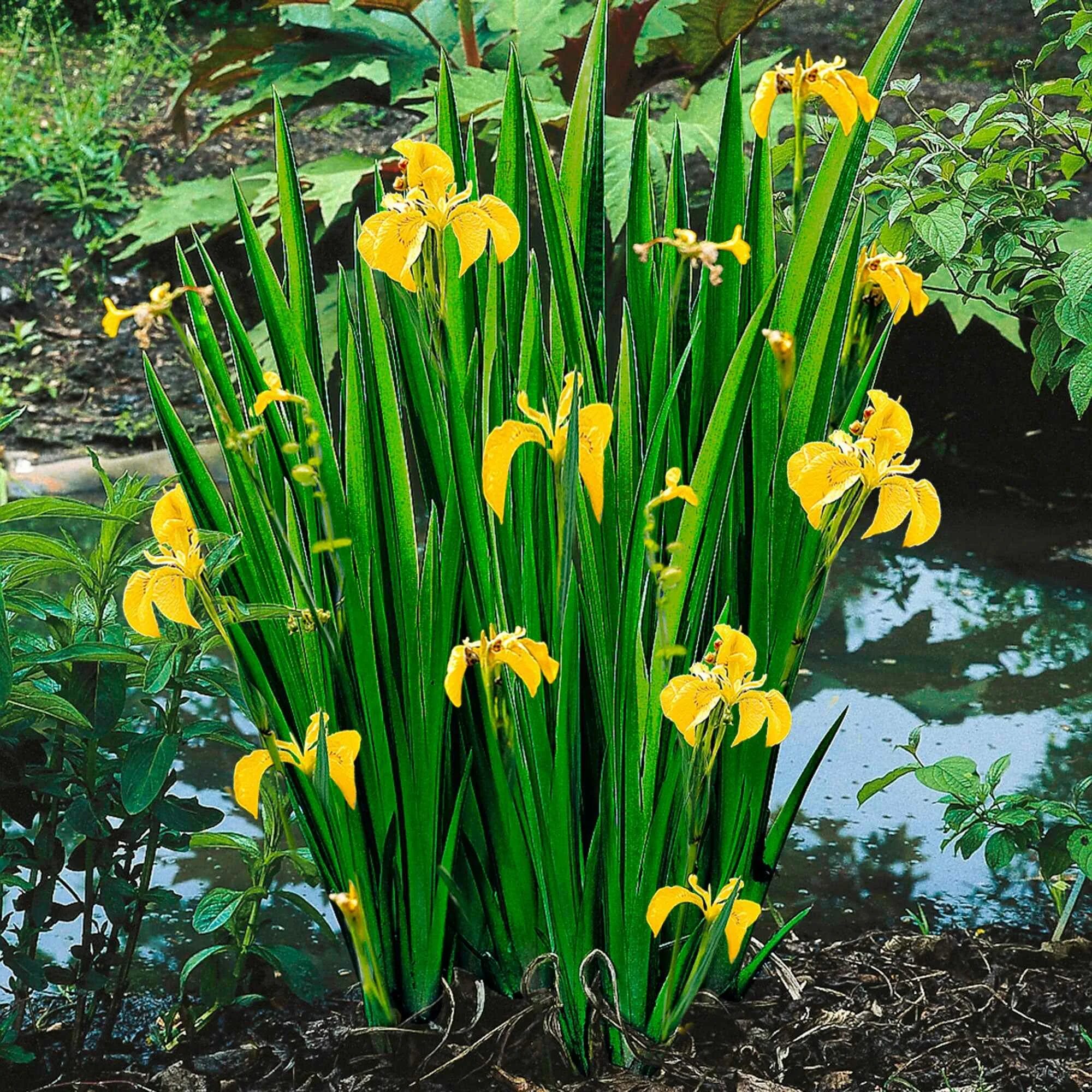 Ирис болотный фото. Ирис болотный (аировидный). Ирис болотный Касатик. Ирис болотный ложноаировый. Ирис жёлтый – Iris pseudacorus.