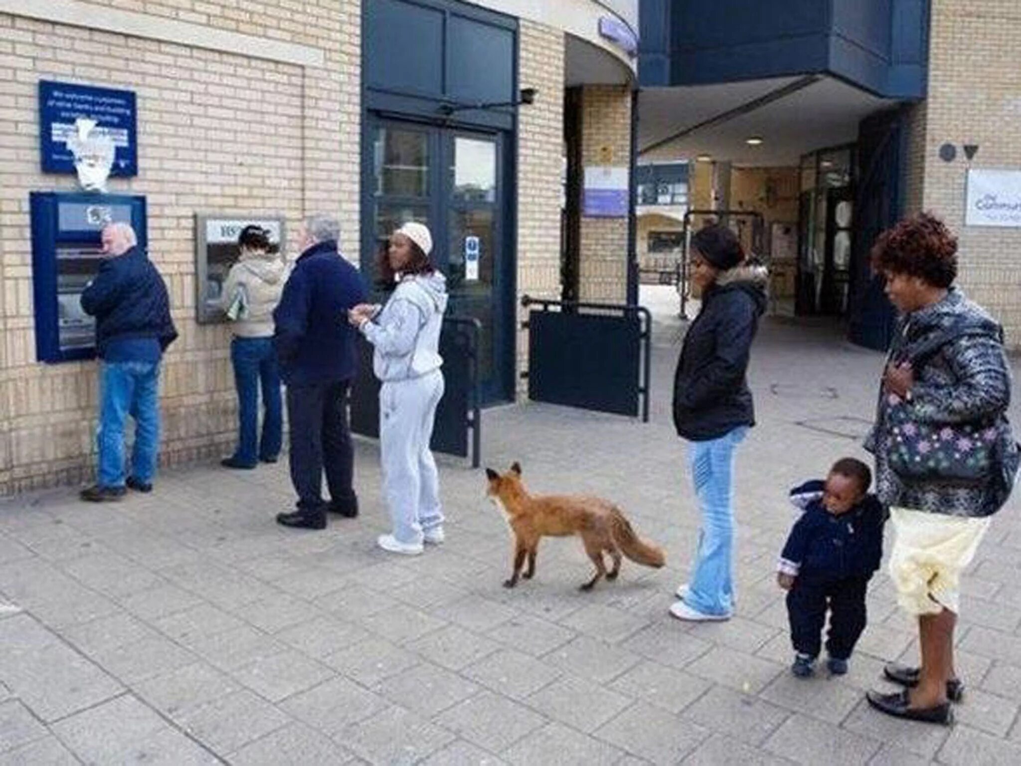 Креативная реклама ветеринарной клиники. Культурная собака. Очередь животных. Очередь из животных. Пингвины идут.