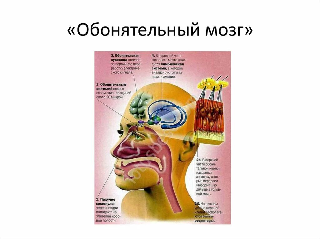 Обонятельные доли мозга. Обонятельный анализатор мозг. Обонятельный анализатор лимбическая система. Обонятельный анализатор Центральный отдел анализатора. Структуры обонятельного мозга расположены.