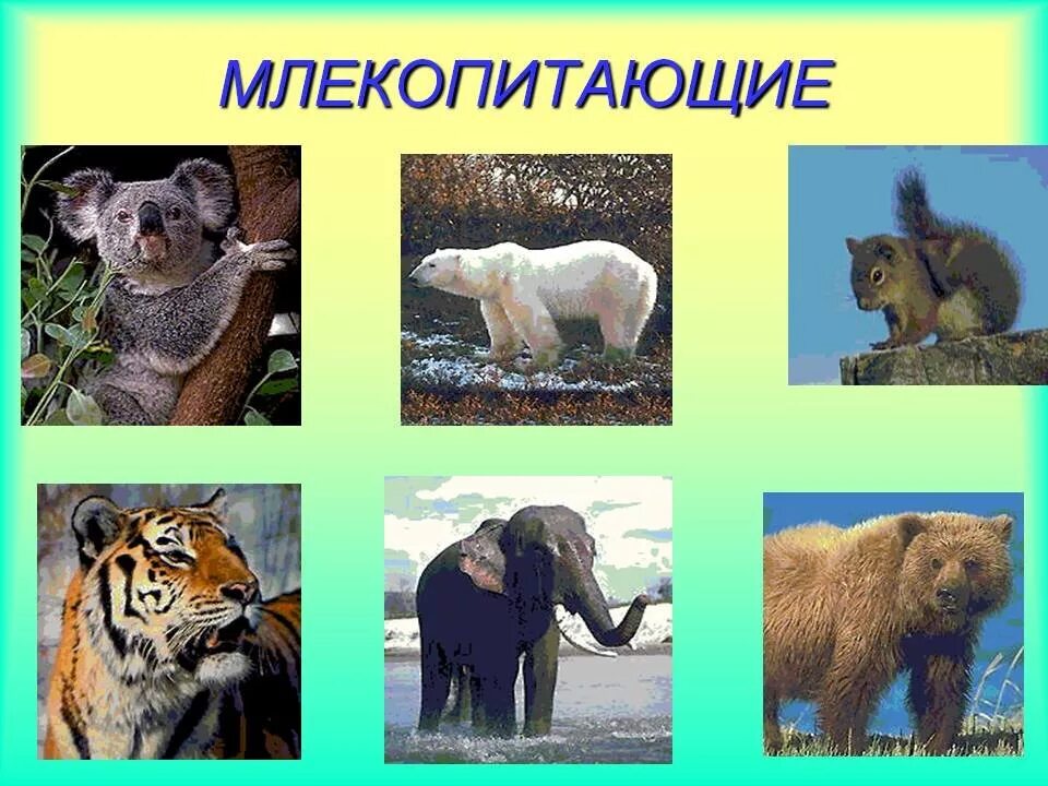 Млекопитающие примеры названия. Млекопитающие животные. Многообразие млекопитающих. Млекопитающие названия. Три млекопитающих животных.