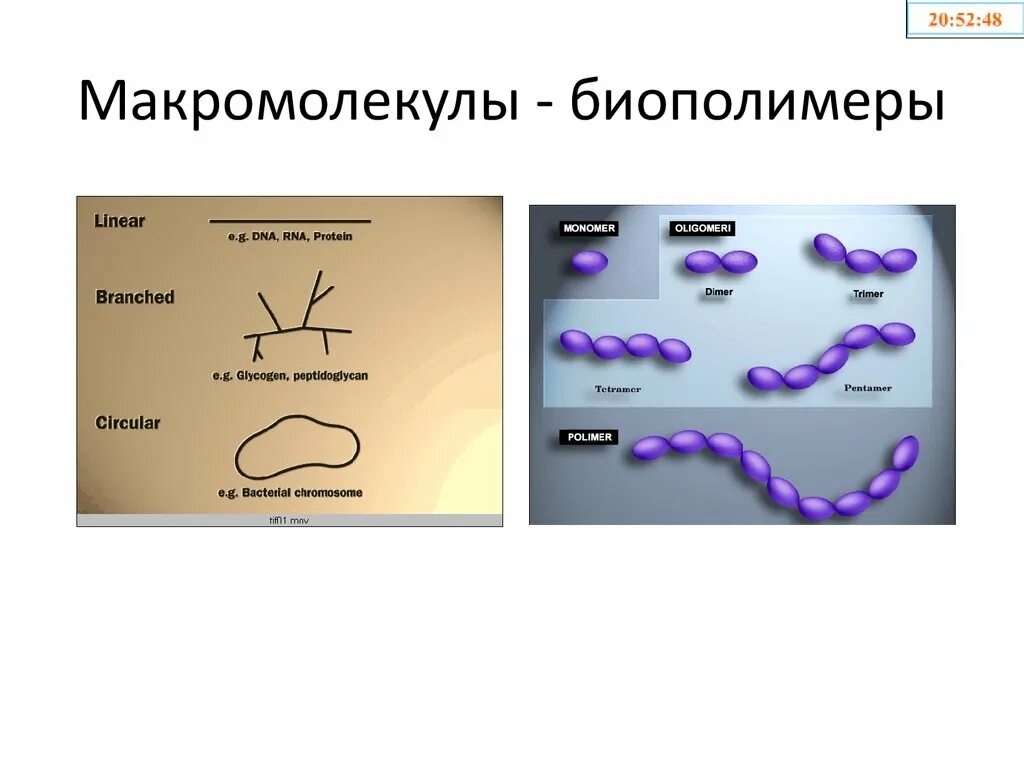 Макромолекулы биополимеры. Макромолекулы примеры. Макромолекула это в биологии. Биополимеры примеры. Из перечисленных биополимеров