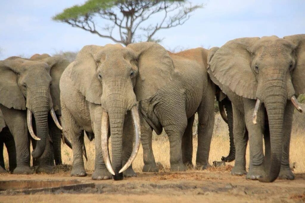Где стоят слоны. Живой слон. Слоны стоят в ряд. Животные Мозамбика. Слоны стоящие друг на друге.