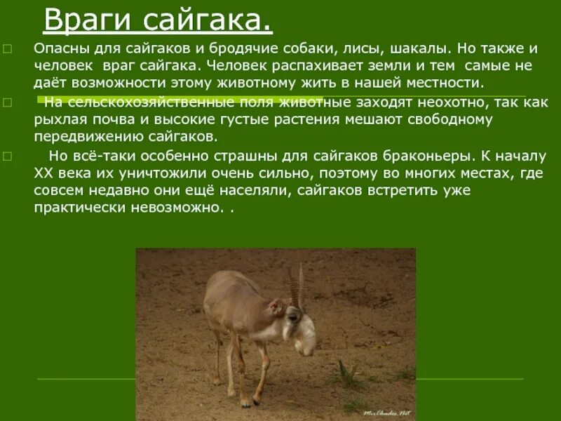 Где обитает сайгак в какой природной. Сайгак ареал обитания. Сообщение о сайгаке. Враги сайгаков. Популяция сайгаков.