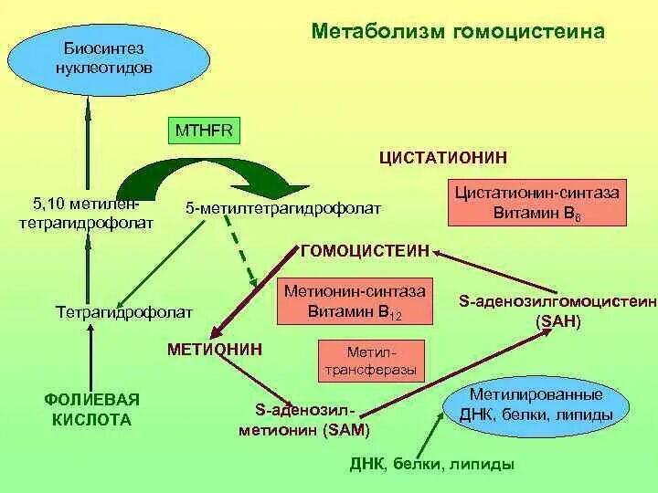 Метаболизм гомоцистеина схема. Метаболизм метионина гомоцистеин. Синтез метионина из гомоцистеина. Схема обмена гомоцистеина и метионина.