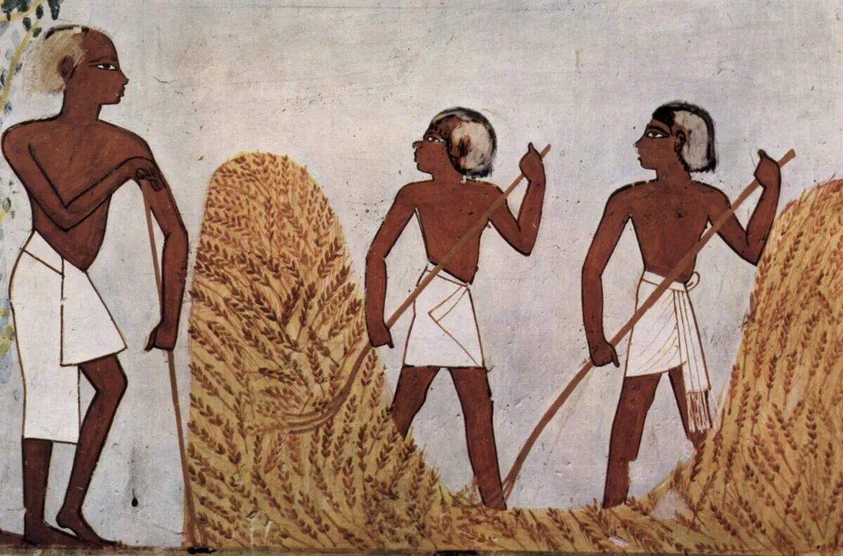 Земледелие в древнем Египте. Египетские земледельцы в древнем Египте. Египет древний земледелие земледелие. Древний Египтянин земледелец. Люди еще в древности заметили