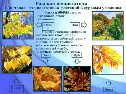 Как растения готовятся к зиме презентация