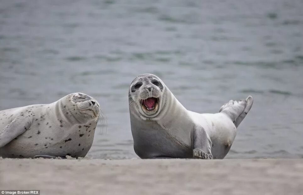 The little seal is laughing at us. 2 Тюленя. Тюлени обнимаются. Влюбленные тюлени. Тюлень обнимает.