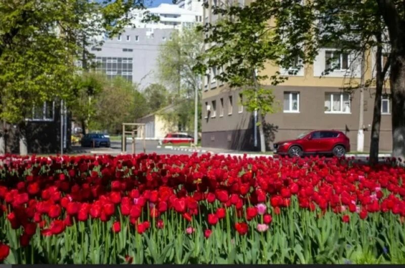 Белгород 2022. Цветы белгород. Город цветов белгород. Белгород в цвету фестиваль 2022. Белгород в цвету фестиваль.