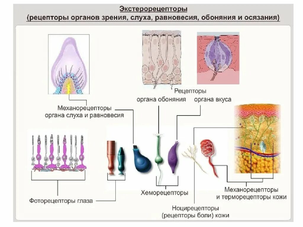 Рецепторы слуха схема. Типы рецепторов. Экстерорецепторы это рецепторы. Наружные и внутренние рецепторы. Какие рецепторы участвуют в осязании