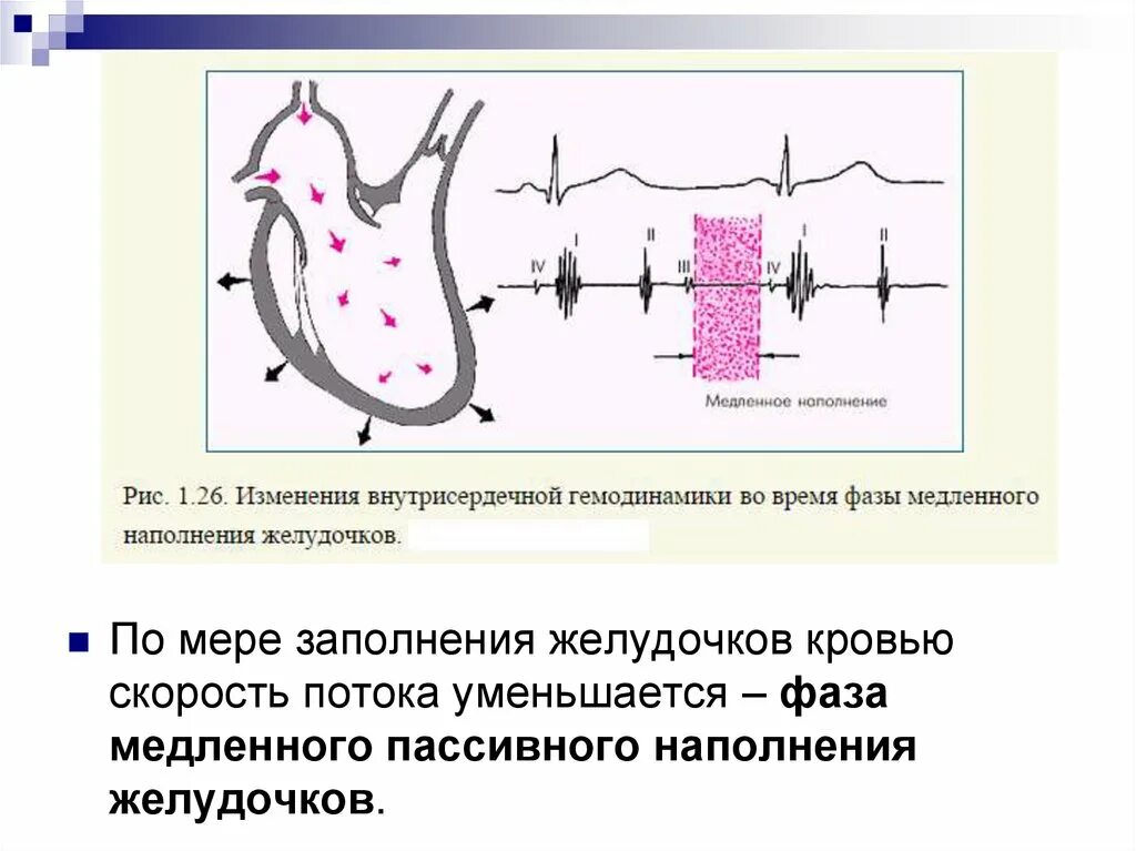 Внутрисердечная гемодинамика. Фаза наполнения желудочков. Фаза медленного наполнения желудочков. Внутрисердечная гемодинамика в норме. Фазы наполнения желудочков кровью.