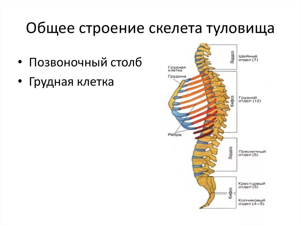 Скелет туловища.Позвоночный столб строение функции. Строение скелета туловища человека анатомия. Скелет туловища Позвоночный столб грудная клетка анатомия. Скелет туловища человека позвоночник грудная клетка.