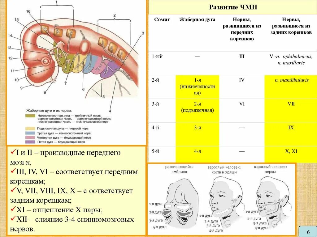 3 пара чмн путь. 2 нейрон обонятельного нерва. 3 пара черепных нервов ядра схема. 1 пара обонятельный нерв. 3 черепной нерв.