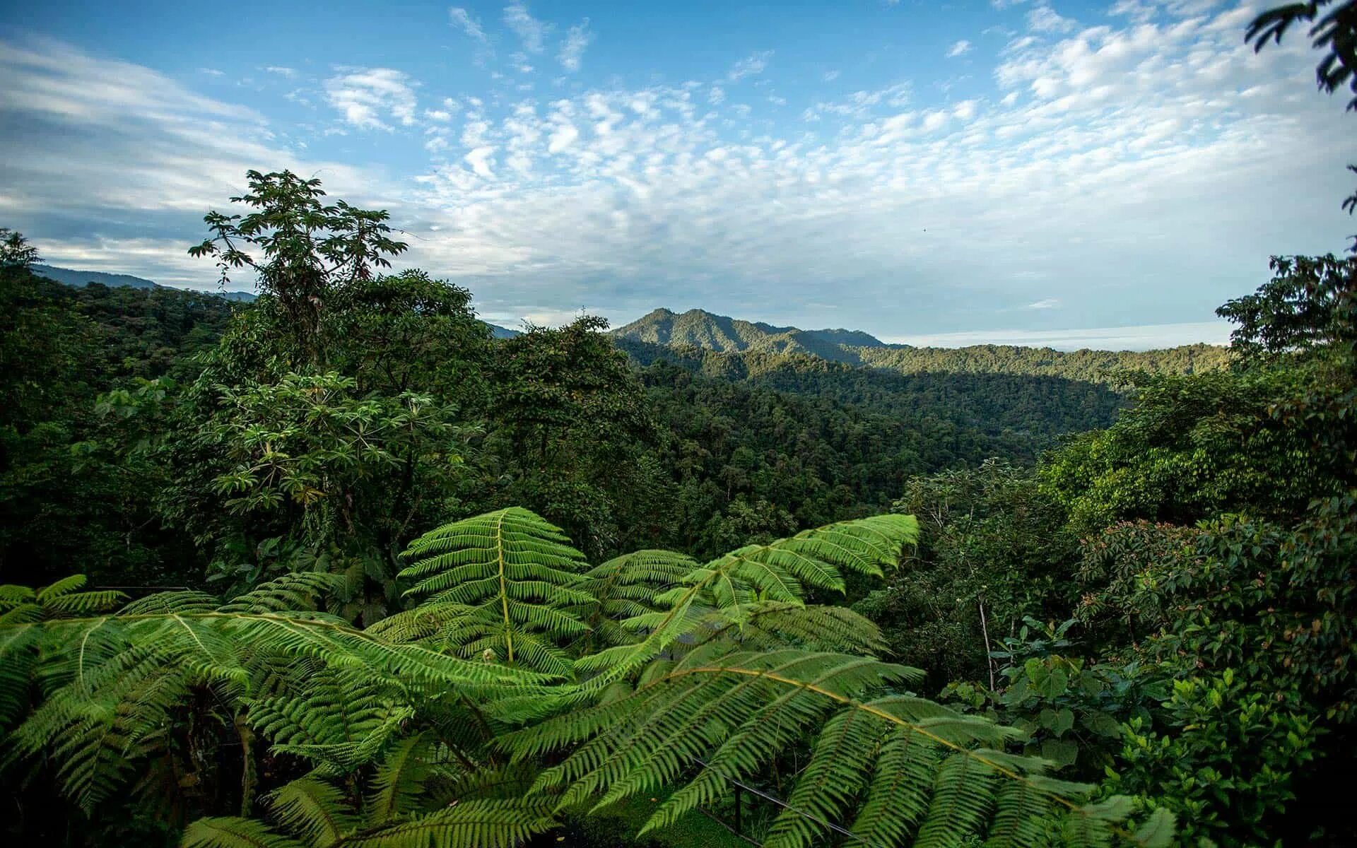 Вечнозелёные тропические леса Южной Америки. Экваториальный лес Южной Америки. Тропические леса амазонки Эквадор. Тропические леса Евразии климат.