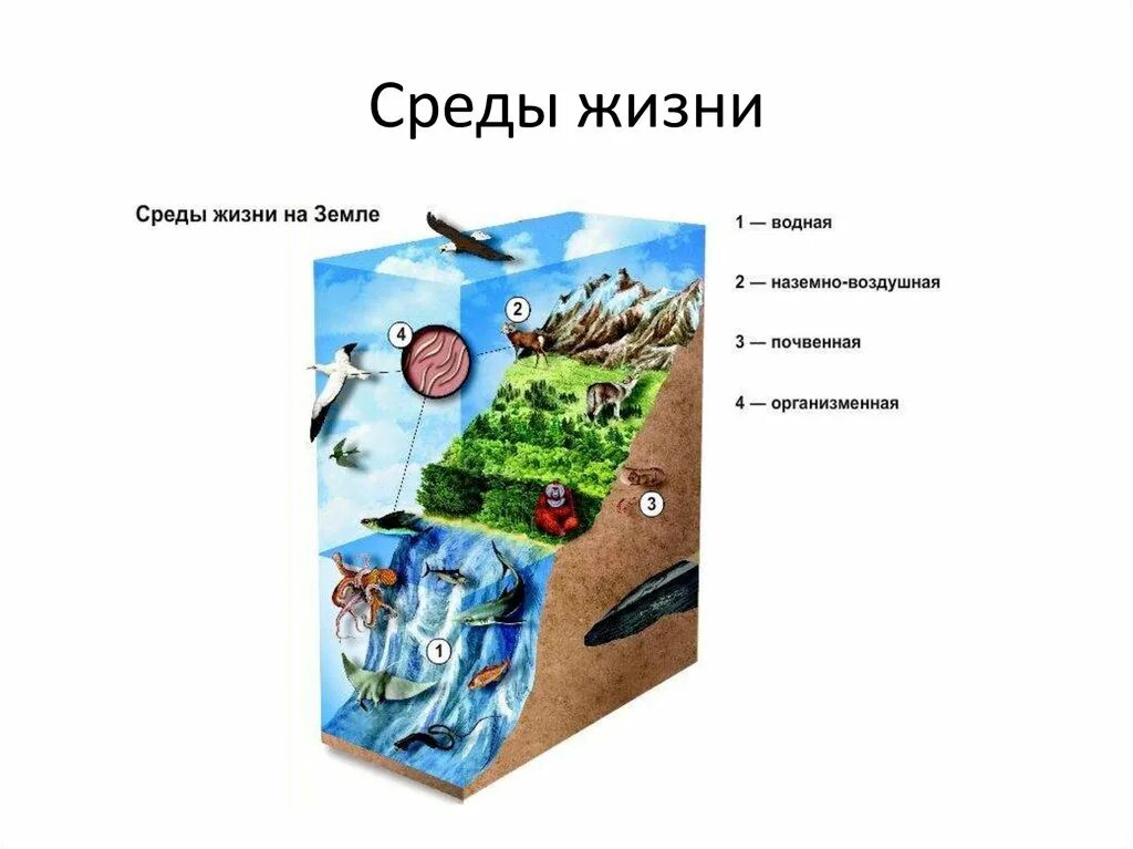 Жизнь организмов на планете земля 5. Основные среды жизни на земле. Биология среды жизни планеты земля. Жизнь и еда. Среды жизни организмов.