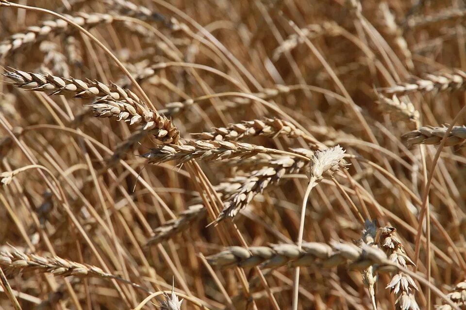 Яровая пшеница в алтайском крае. Волгоградская область. Урожай пшеницы. Алтайский край поля зерновых. Яровая пшеница алтайская 70.