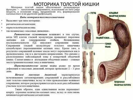 Формирование каловых масс