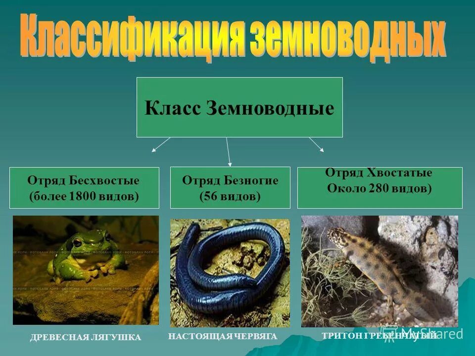 Отряд безногие земноводные характеристика. Класс земноводные вариант 1. Тест 12 класс земноводные или амфибии. Лягушка сидит на камне. Озерная лягушка.