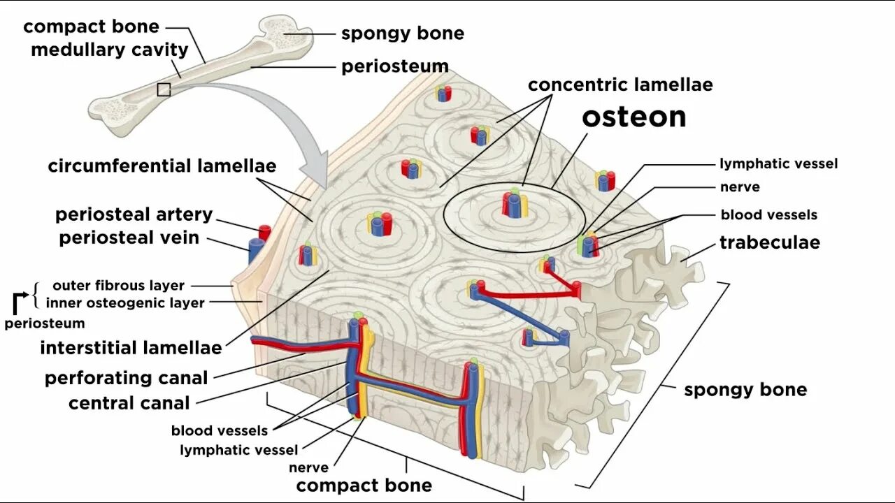 Layers bone. Строение остеона. compact bone. костная ткань. внешнее строение кости.