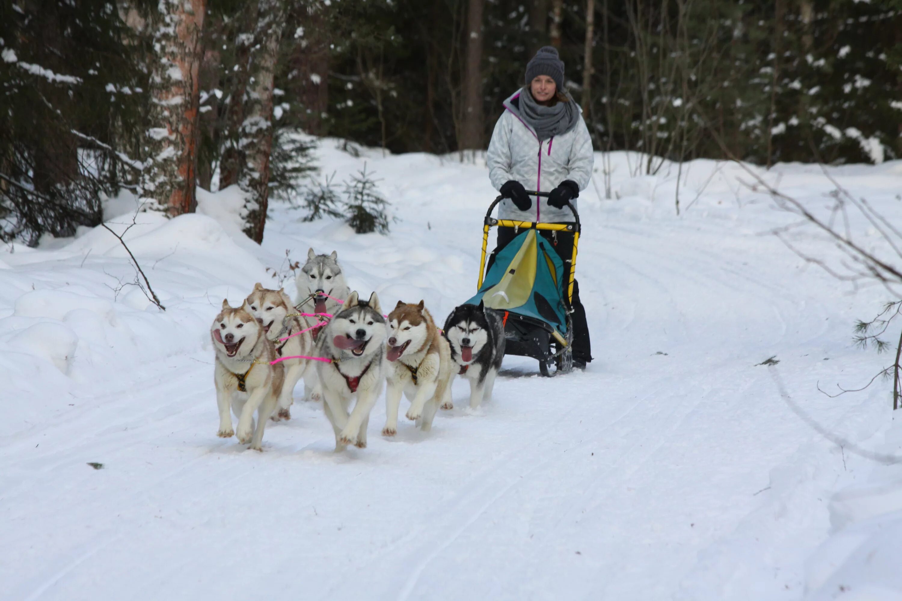 катание на упряжках с хаски. новососедово хаски. хаски листвянка. катание на собачьих упряжках спб. катание на собачьих упряжках детей.