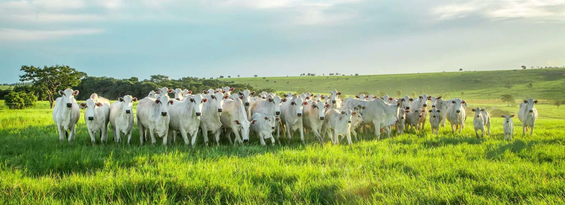 Karapari com. Беларусь поле коровы. В поле. Territorio Branco территорию белое. Vacada.