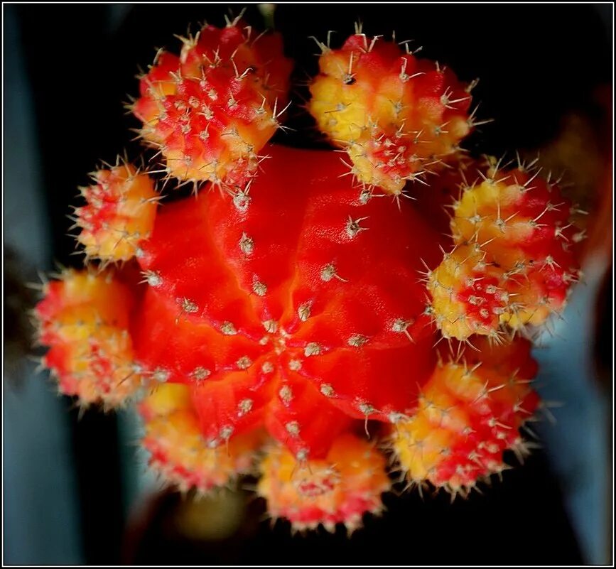 хризантема шеннон. хризантема ватра корейка. хризантема корейская шапка мономаха. хризантема корейская амбрия. шапка мономаха цветок комнатный.