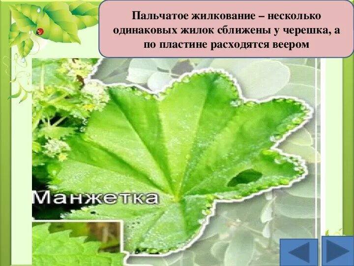 Лещина обыкновенная жизненная форма тип соцветия листорасположение
