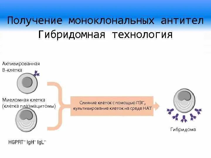 Методы получения моноклональных антител. Моноклональные антитела Гибридомная технология. Гибридомная технология получения моноклональных антител. Схема получения моноклональных антител. Получение гибридов на основе соединения клеток