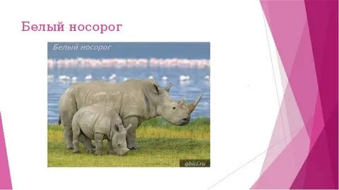 Животные международной красной книги белый носорог