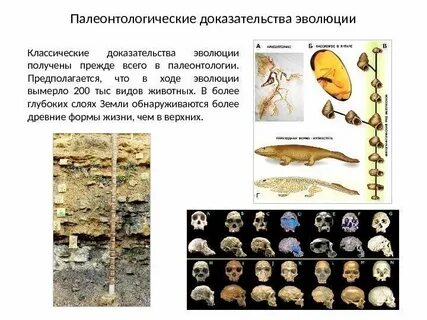 Палеонтологические доказательства