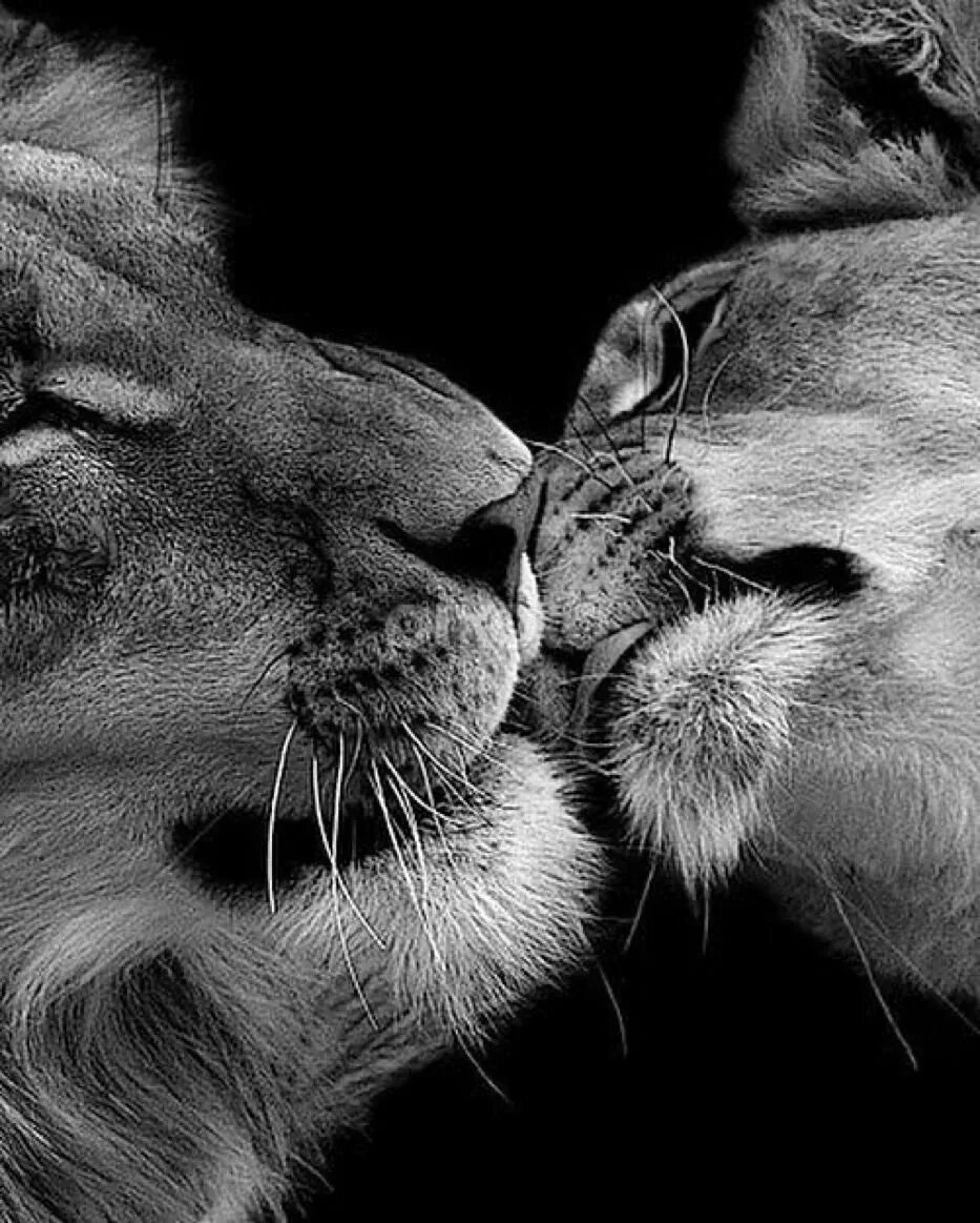 Лев и львица. Лев и львица любовь. Львы нежность. Львы целуются.