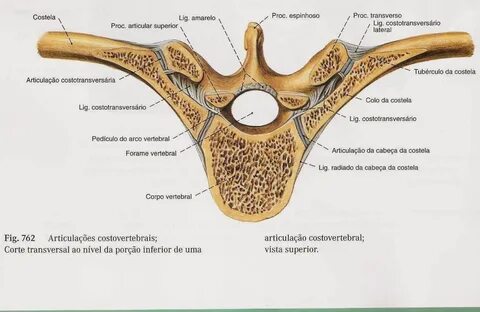 Articulatio capitis costae