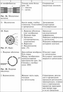 Биология 9 класс заполните таблицу органоиды клетки