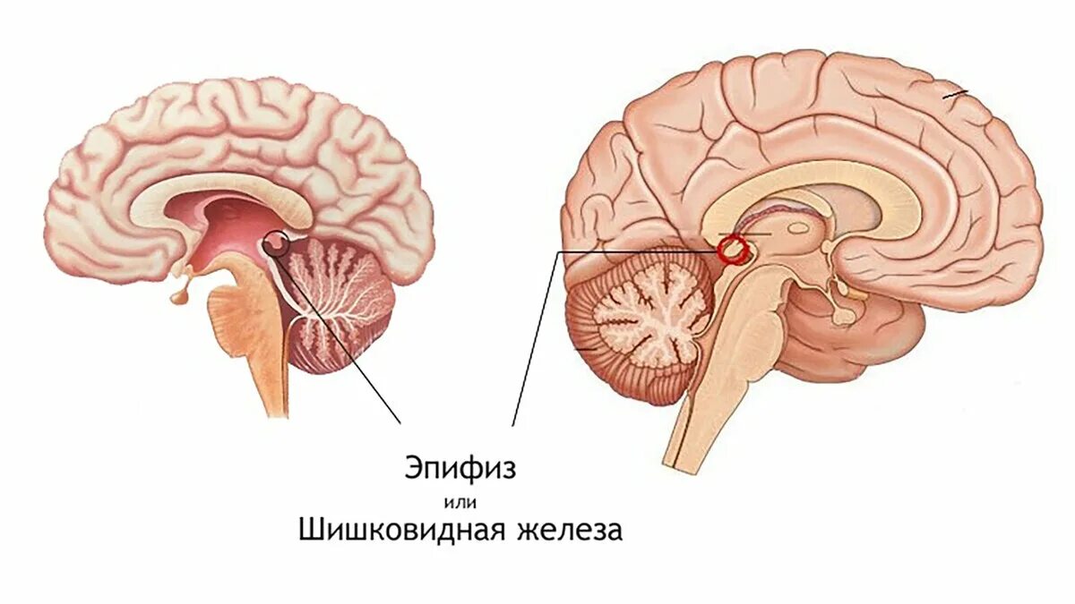 Пинеальная железа это. Эпифиз мозга шишковидное тело. Эпифиз головного мозга анатомия. Строение мозга человека эпифиз. Строение головного мозга шишковидной.