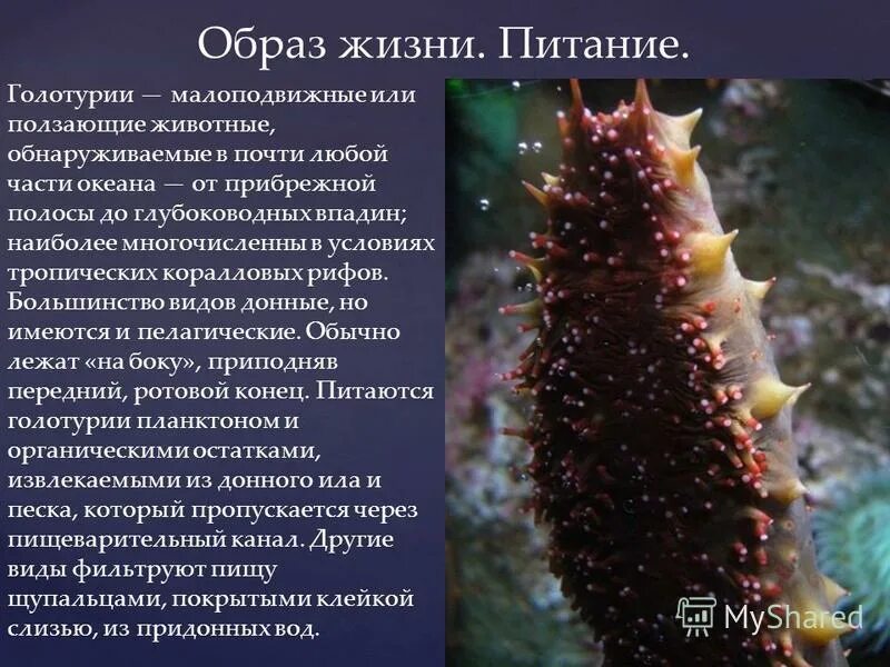 голотурия описание. рыба голотурия описание. случай с евсейкой словарная работа. подводные обитатели голотурии и сепии. голотурия описание 3 класс литературное.
