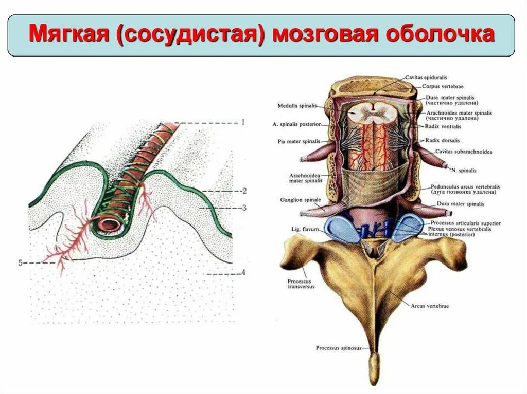 Сосудистая оболочка мозга. Мягкая сосудистая оболочка головного мозга. Мягкой мозговой (сосудистой) оболочки. Мягкая мозговая оболочка. Сосуды оболочек головного мозга.