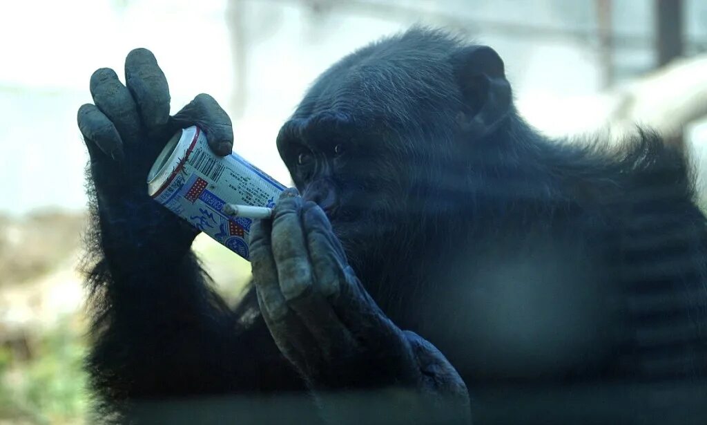 Chimp crazy