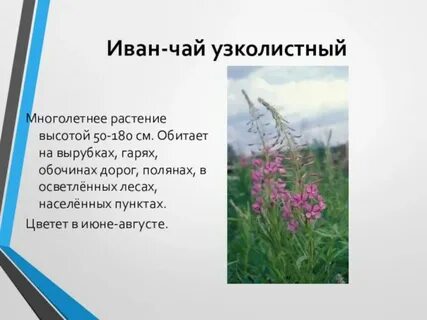 Произрастают в урале