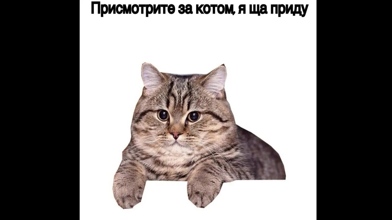 Мемы с котиками. Кот Мем. Присмотрю за котом картинка. Пути Мем с котом.
