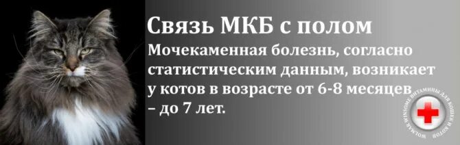 Как проявляется цистит у кошек