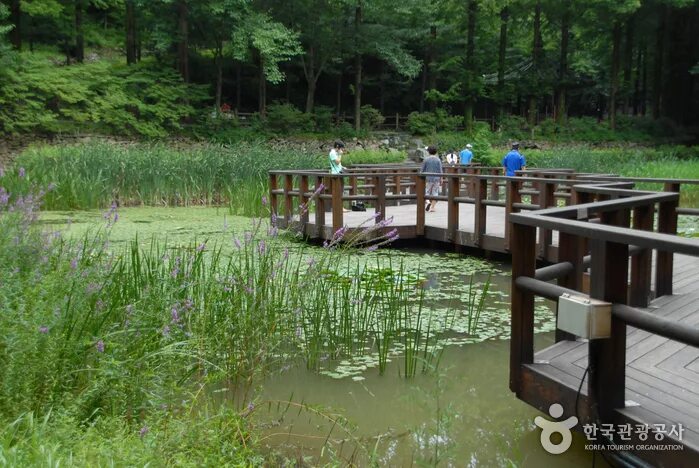 Рекреационных лесных участках. Jangtaesan recreational Forest. Рекреационные леса. Лесная рекреация. Рекреация в лесу.