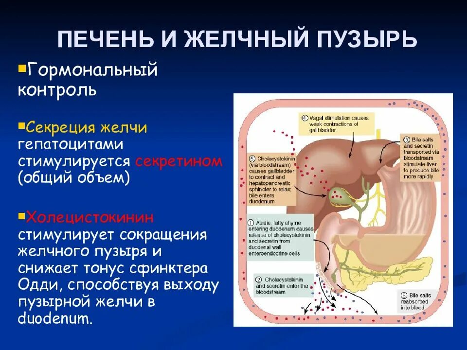 Тонус желчного пузыря