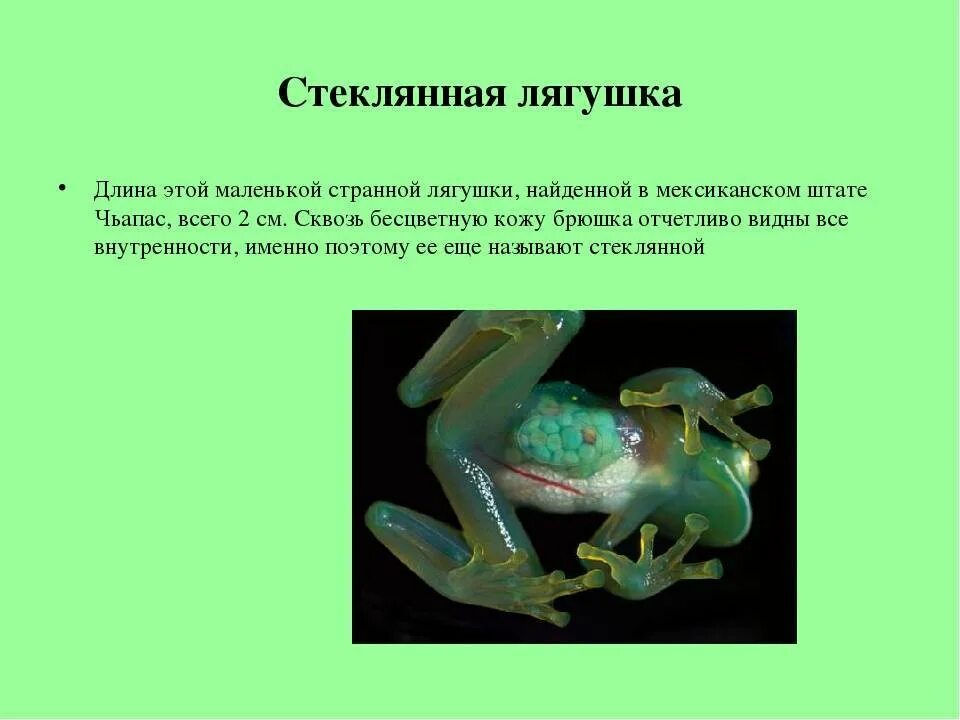 Сообщение на тему лягушки