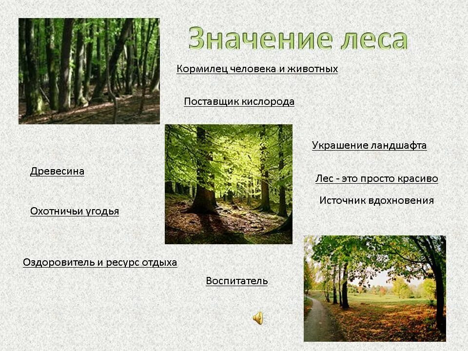 Какое значение леса. Проект леса. лес в жизни человека и животных. роль леса в жизни животных. значение леса для природы и человека.